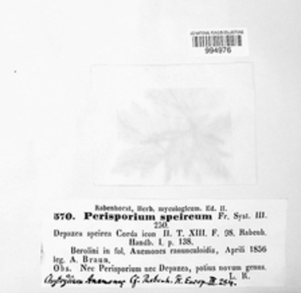 Schizothyrium speireum image